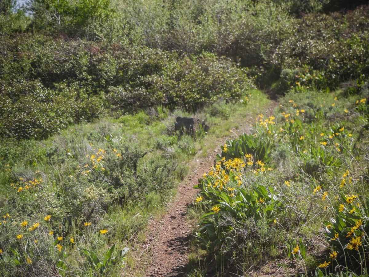 Mud Springs photo 5