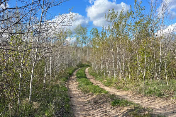 Narrow Birch Trail
