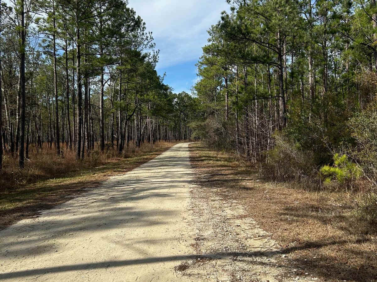 Buckle Island Road - FSR171 photo 5