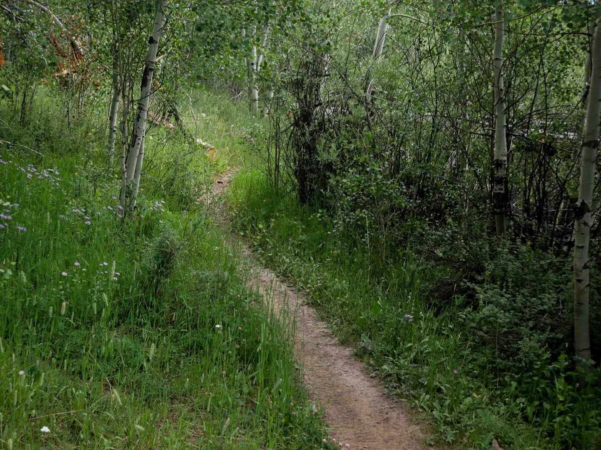 Radial Mountain Trail trail photo