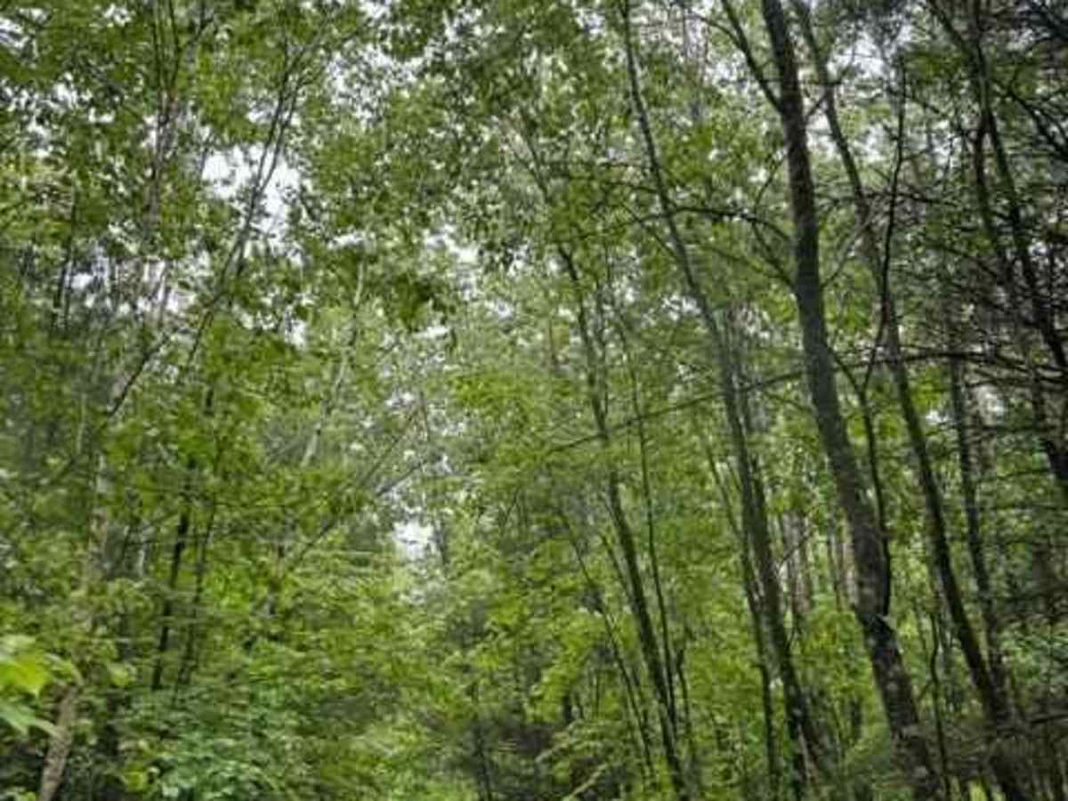 Forest Road 2614 photo 3
