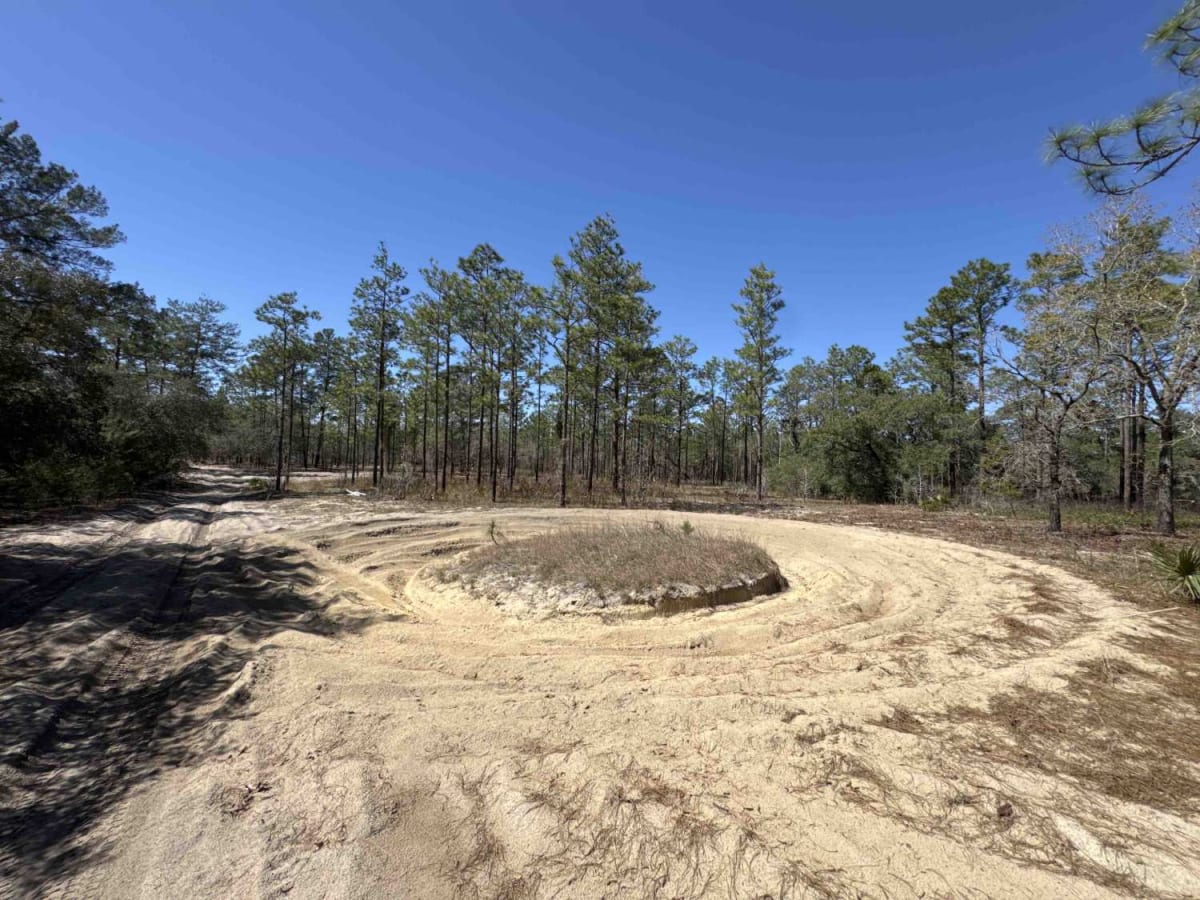 Ocala National Forest Road 8 photo 5