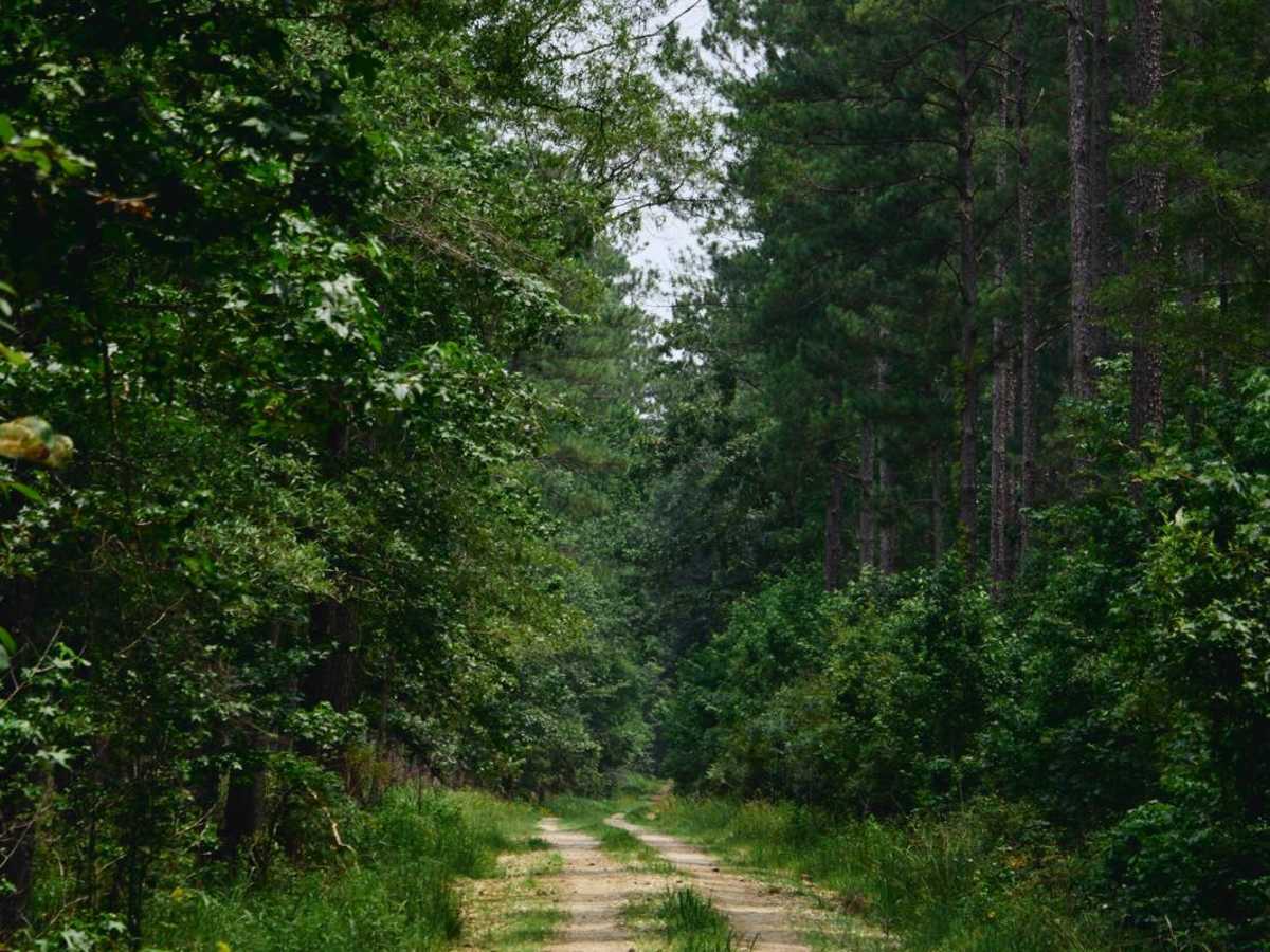 Santee Bluff - FSR 150 photo 4