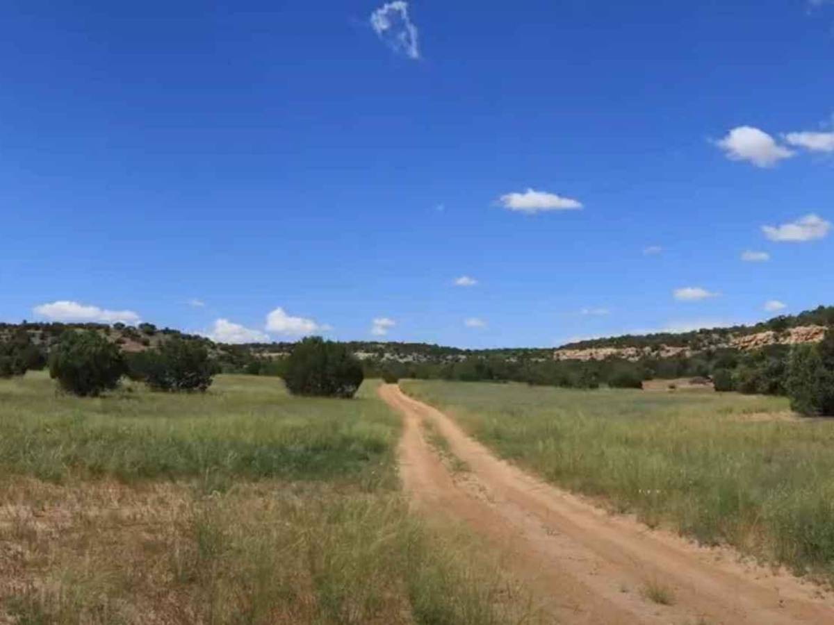 Wilberg Road - Prickly Pear Flat photo 3
