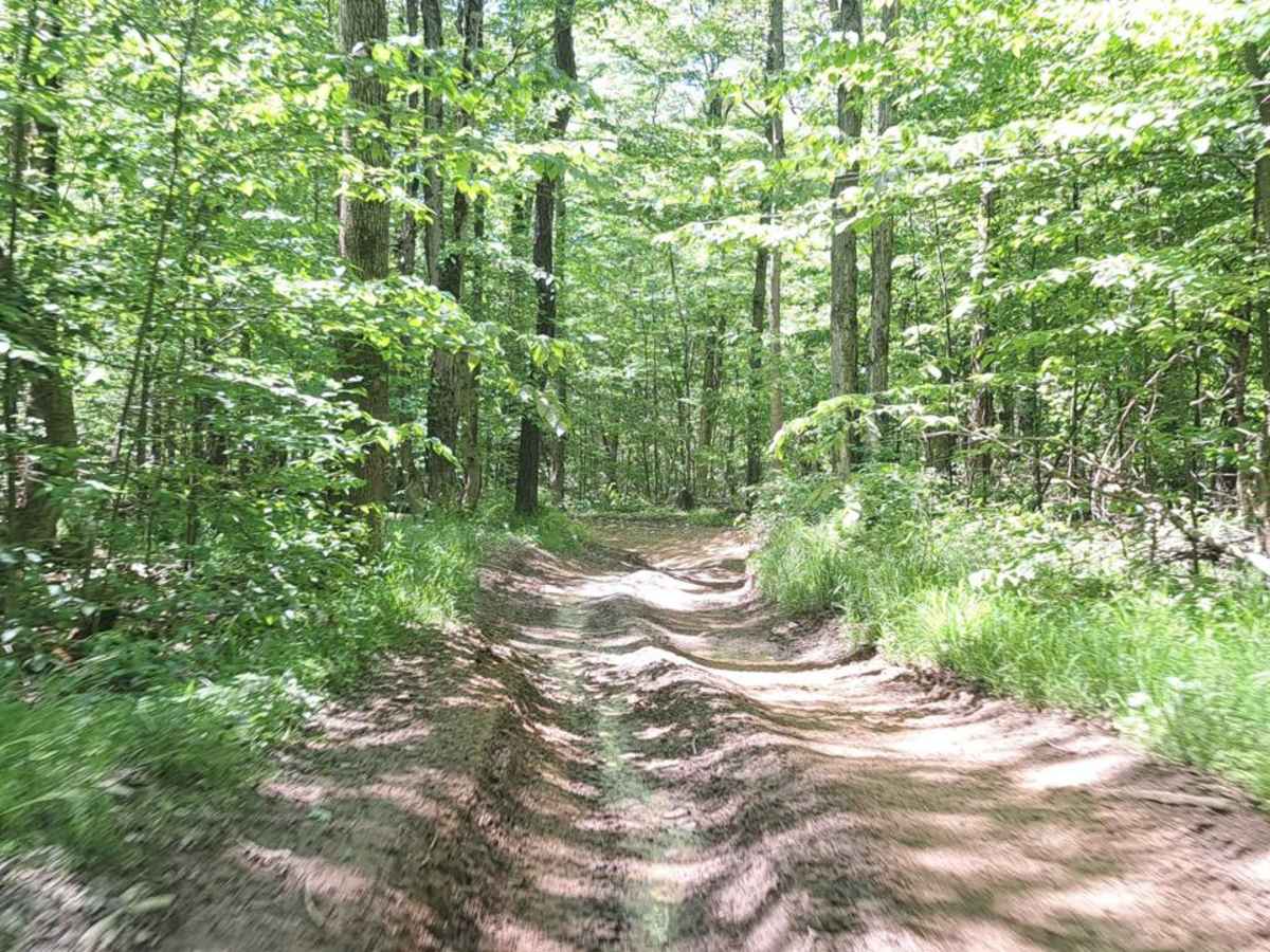 Black Berry Ridge trail photo
