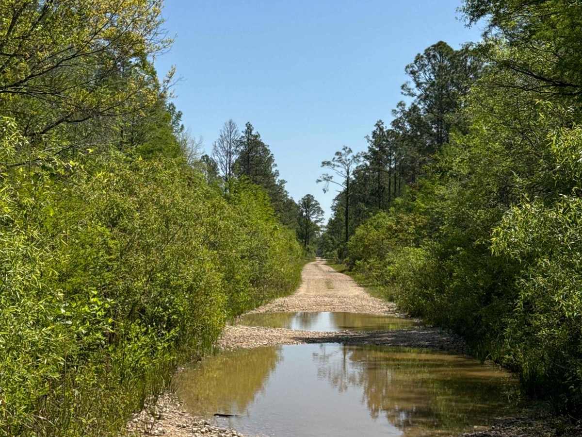 Grade 19.5 - Aucilla WMA photo 3