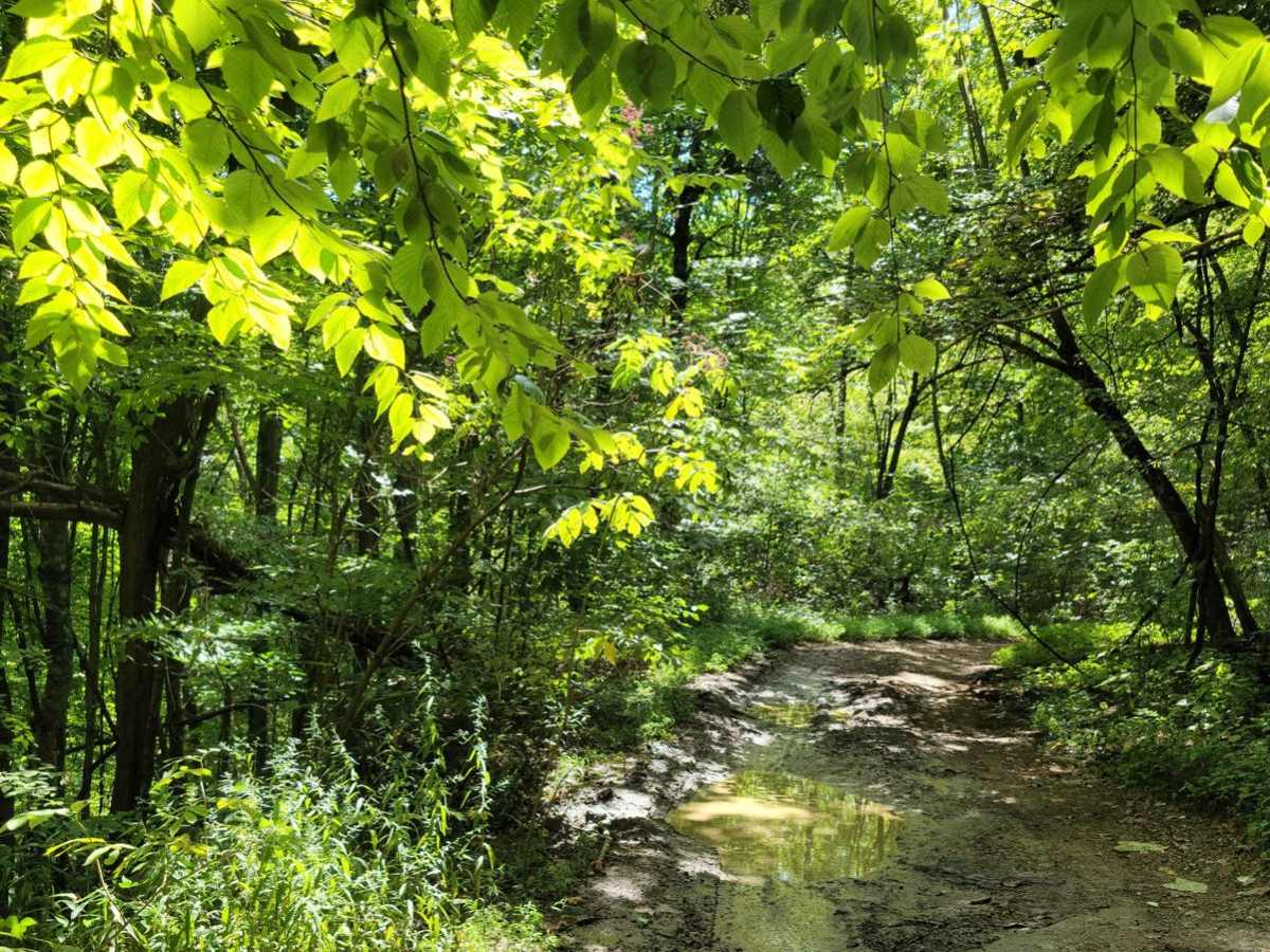 73 - Harness Creek photo 4