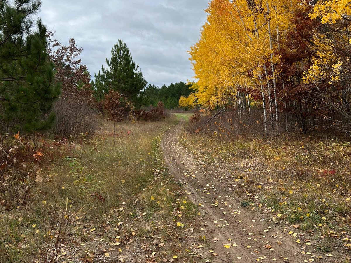 Huntersville East Wooded Free for All Trail trail photo
