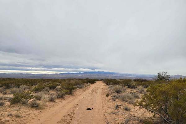 Bosequecito Desert Crossing