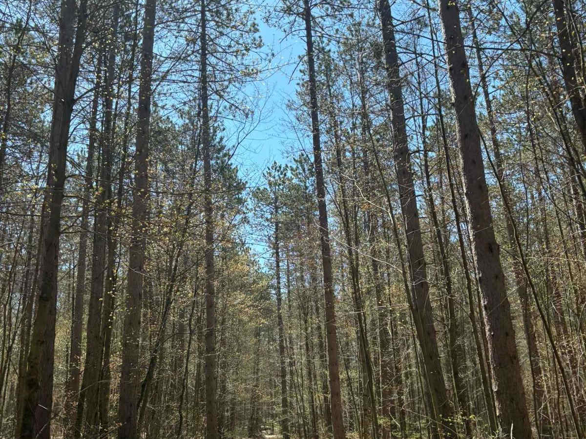 Forest Road 2259 photo 2
