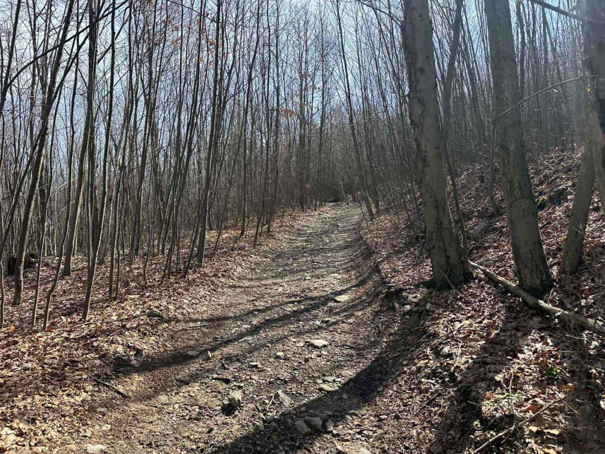 Locust Gap 47 photo 6