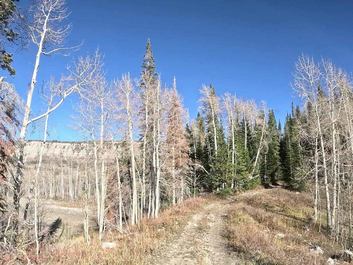FS 51303 Six Mile Lower Pond Trail photo 6