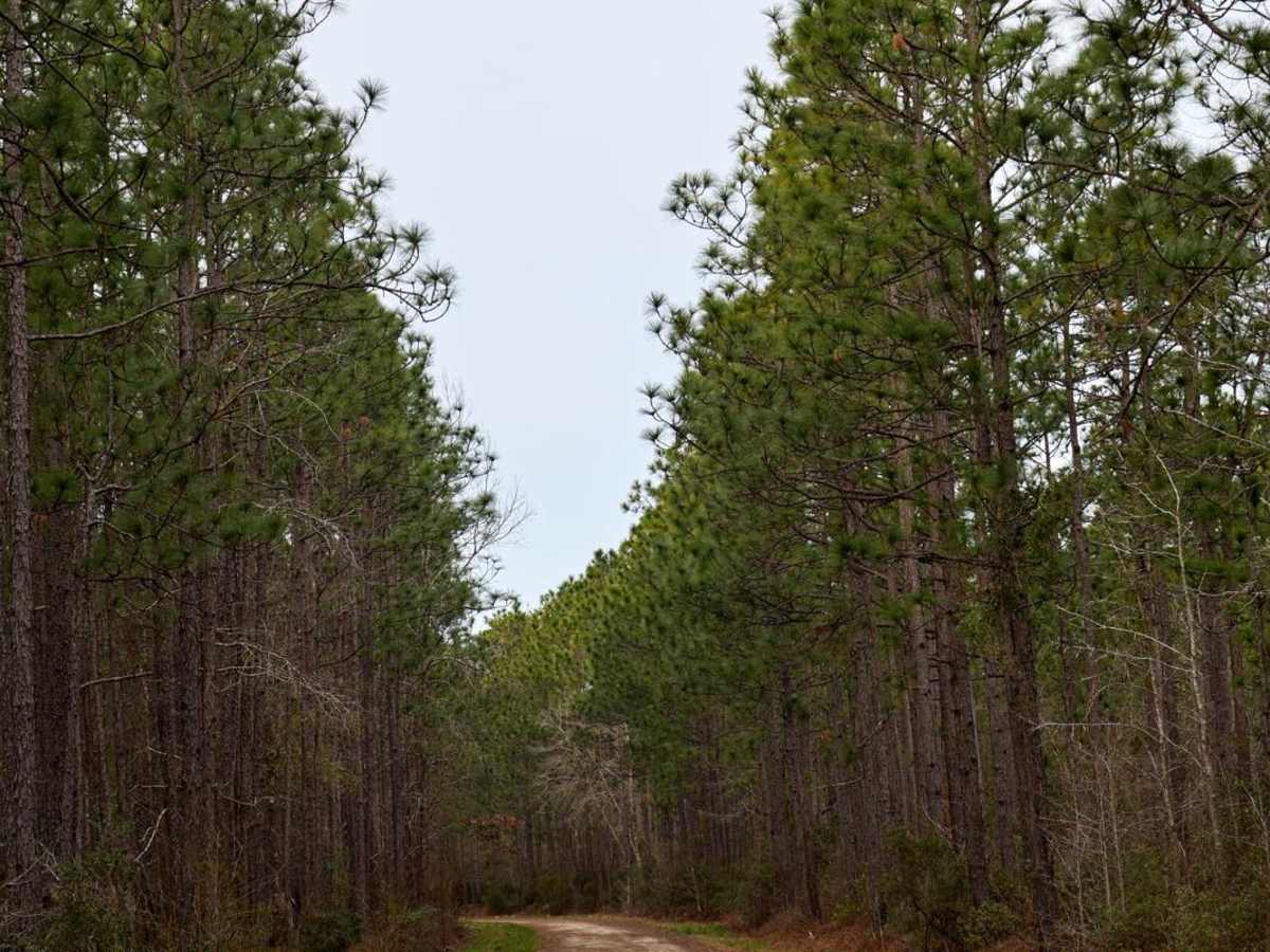 Brick Church & Hoover Road - FSR183 & FSR188 photo 6