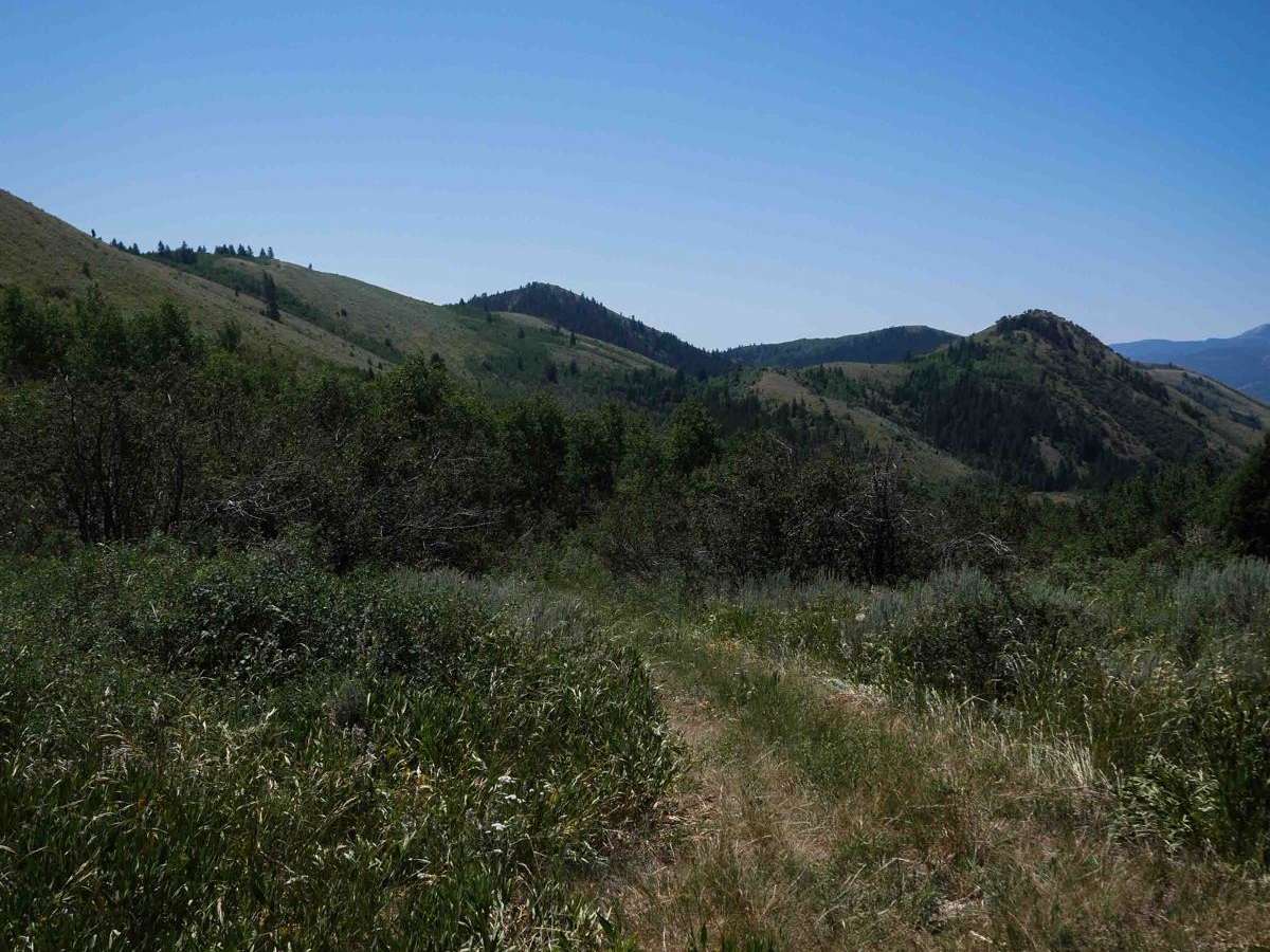 North Sulphur Canyon #5245  trail photo