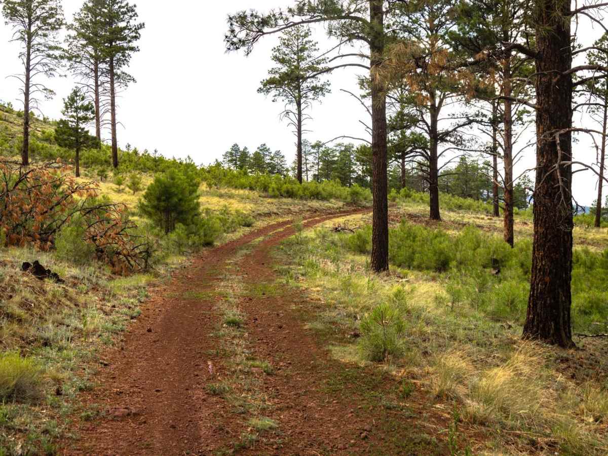 Section 16 Hill photo 5