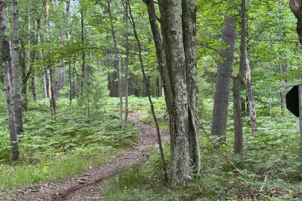North Missaukee Central Singletrack