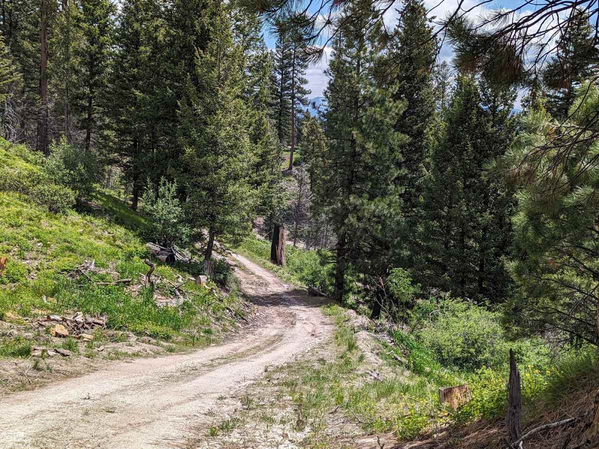 Spur 25LM/25LL to Mountain Campsite photo 4