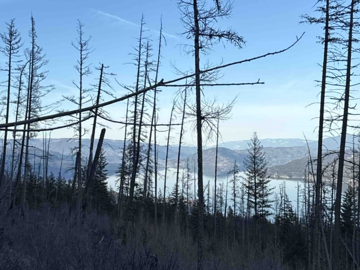 Terrace Mountain Connector trail photo