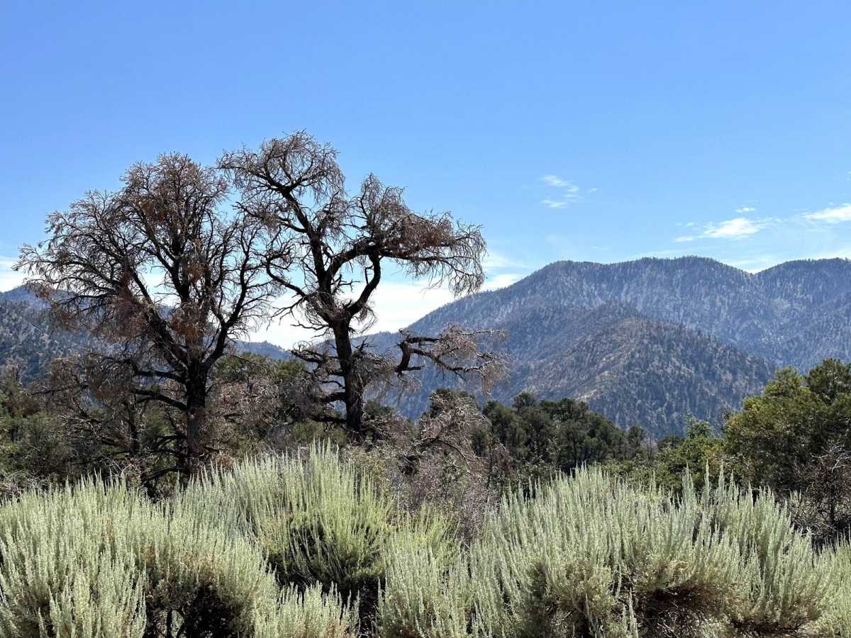 Pinyon Ridge Truck Trail photo 2