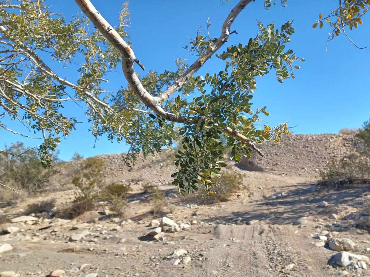 Remote photo 3