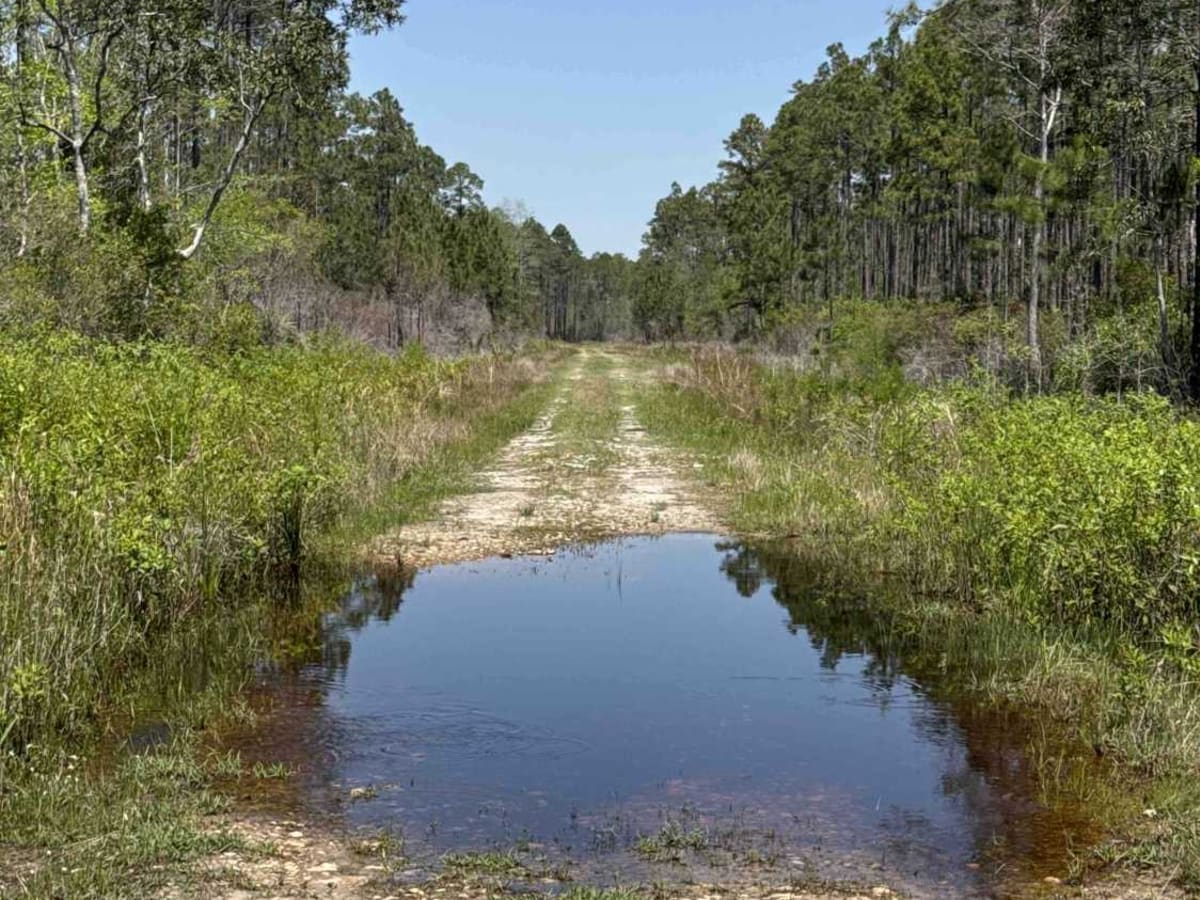 Gum Creek Road - Aucilla WMA photo 5