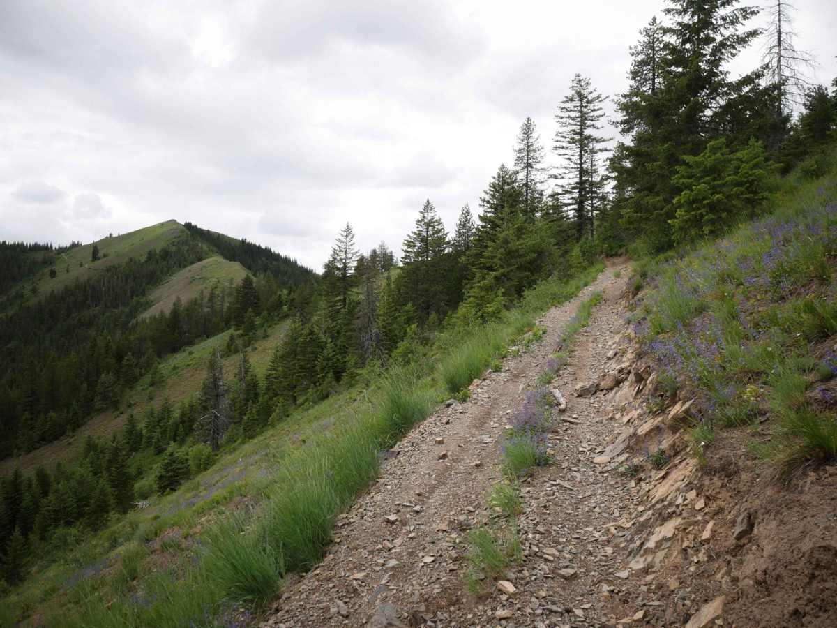 St Joe Divide NRT ATV (Slate Creek to Dam Creek) photo 5