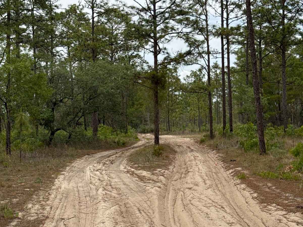 Ocala National Forest 63 photo 6