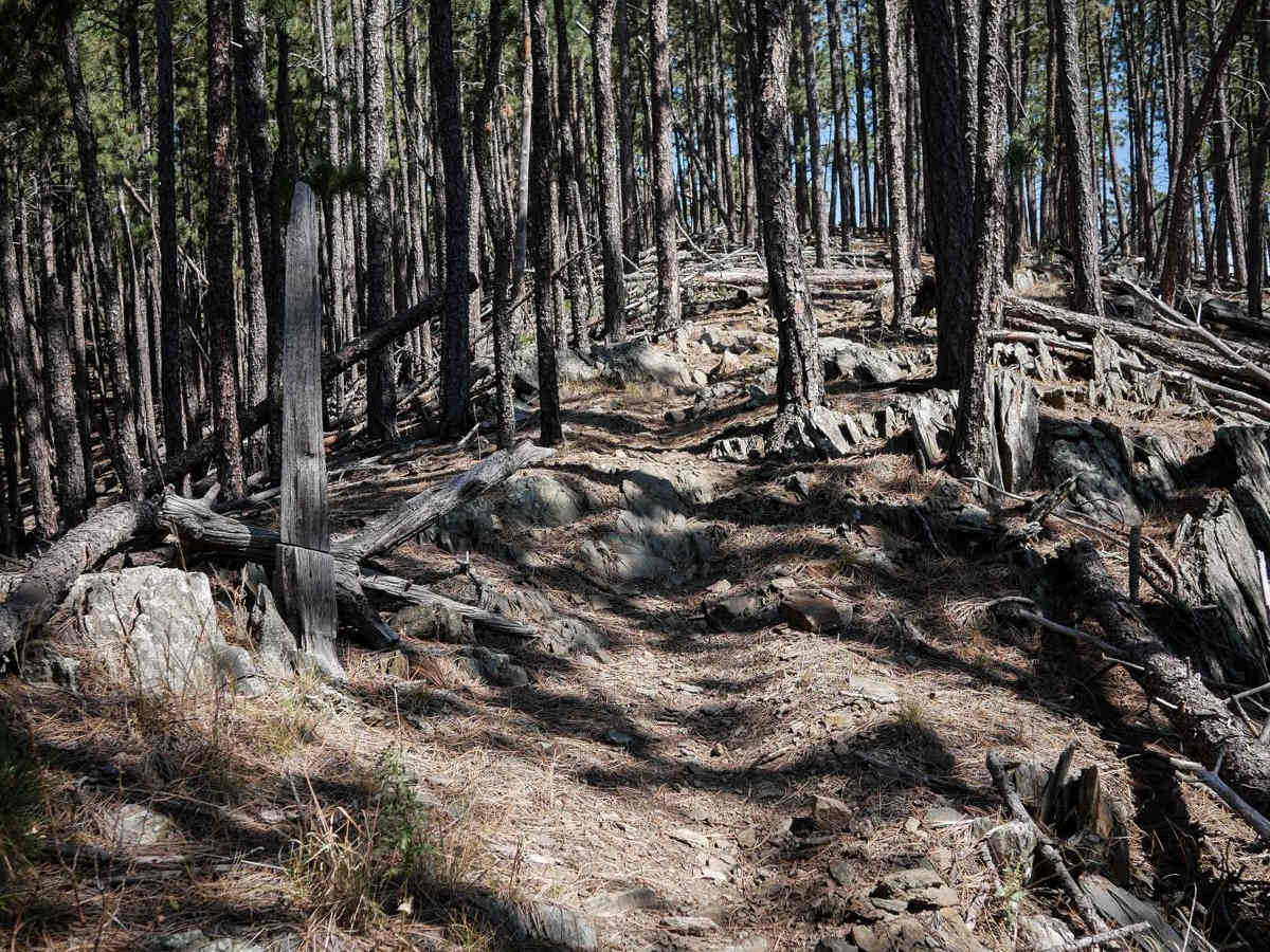 Victoria 14 trail photo