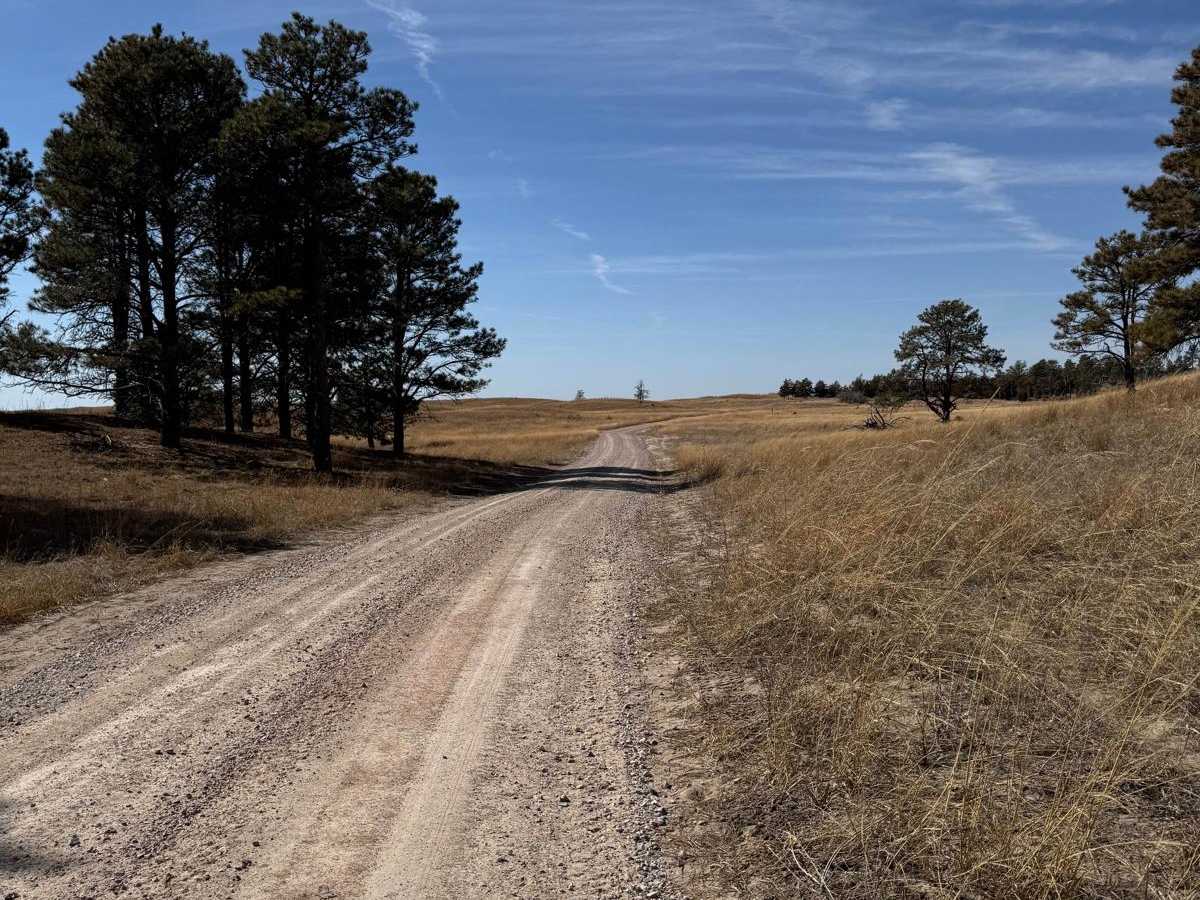 Forest Road 277 - Whitetail / Weggener photo 5
