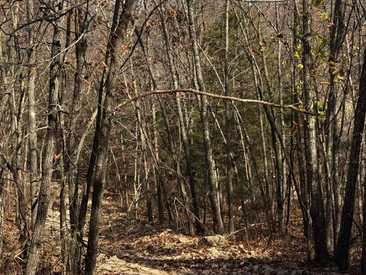Loggers Trail photo 2