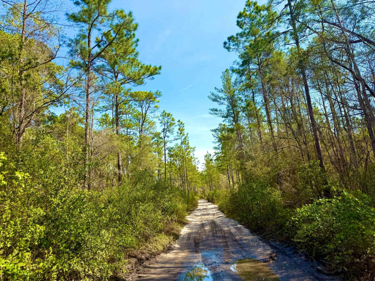 Forest Road 359 photo 2
