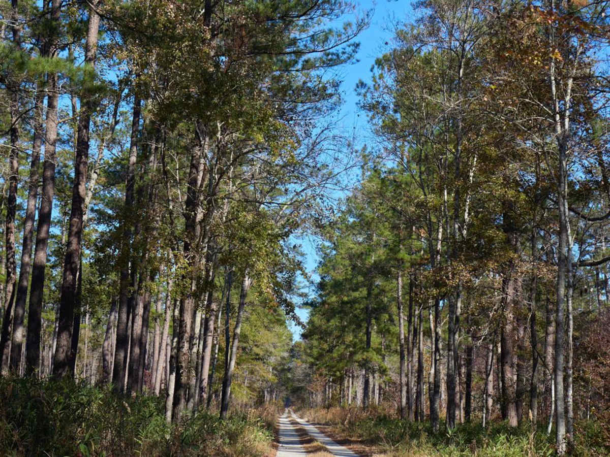 Wardfield - FSR 212 photo 3