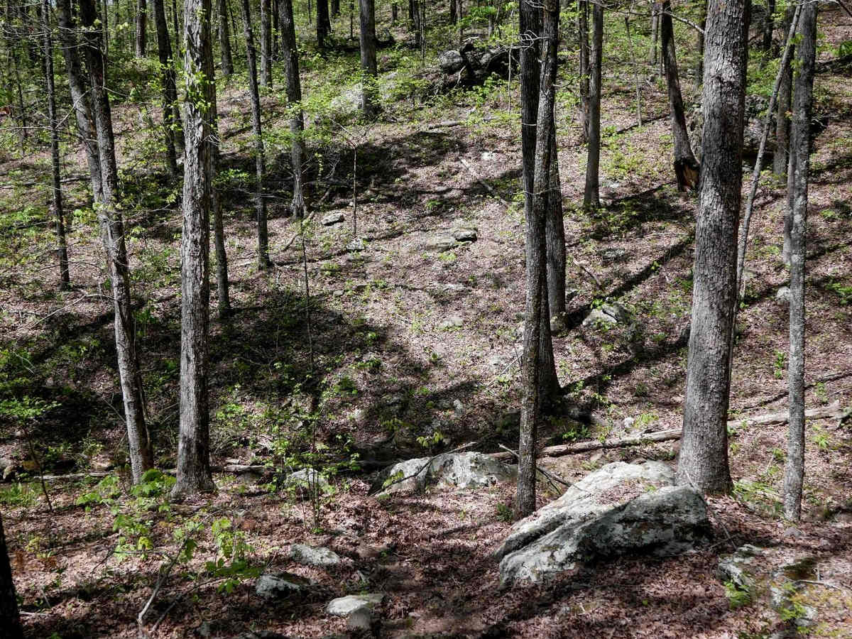 Brock 26 trail photo
