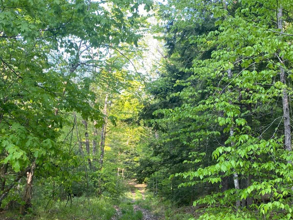 Farnum Road photo 5