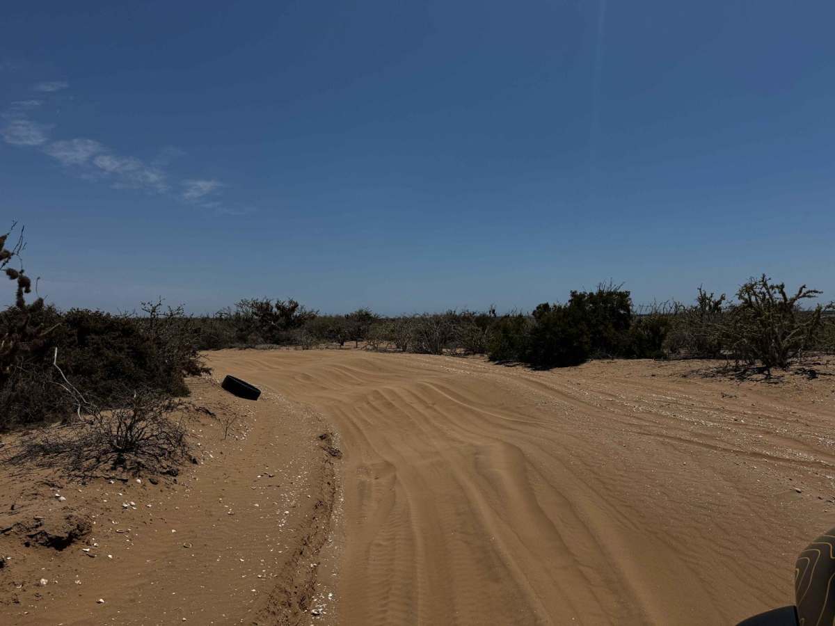 Middle Road-Mangroves photo 3