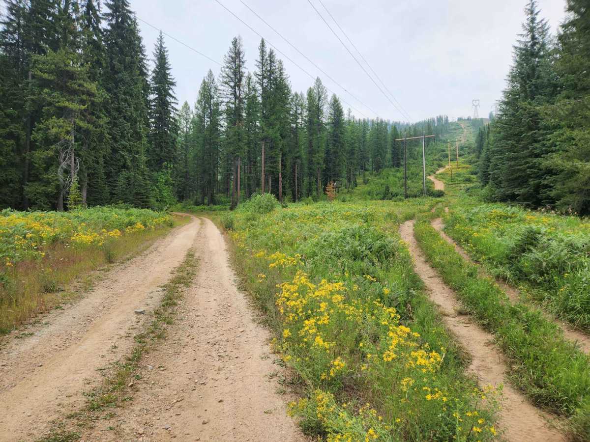 Taft Summit trail photo