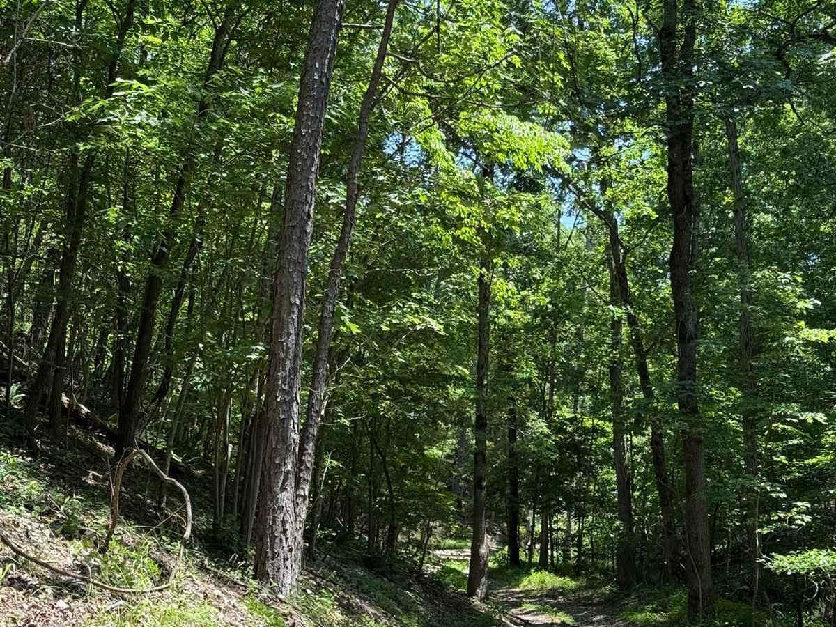 Gunnar's Trail photo 3