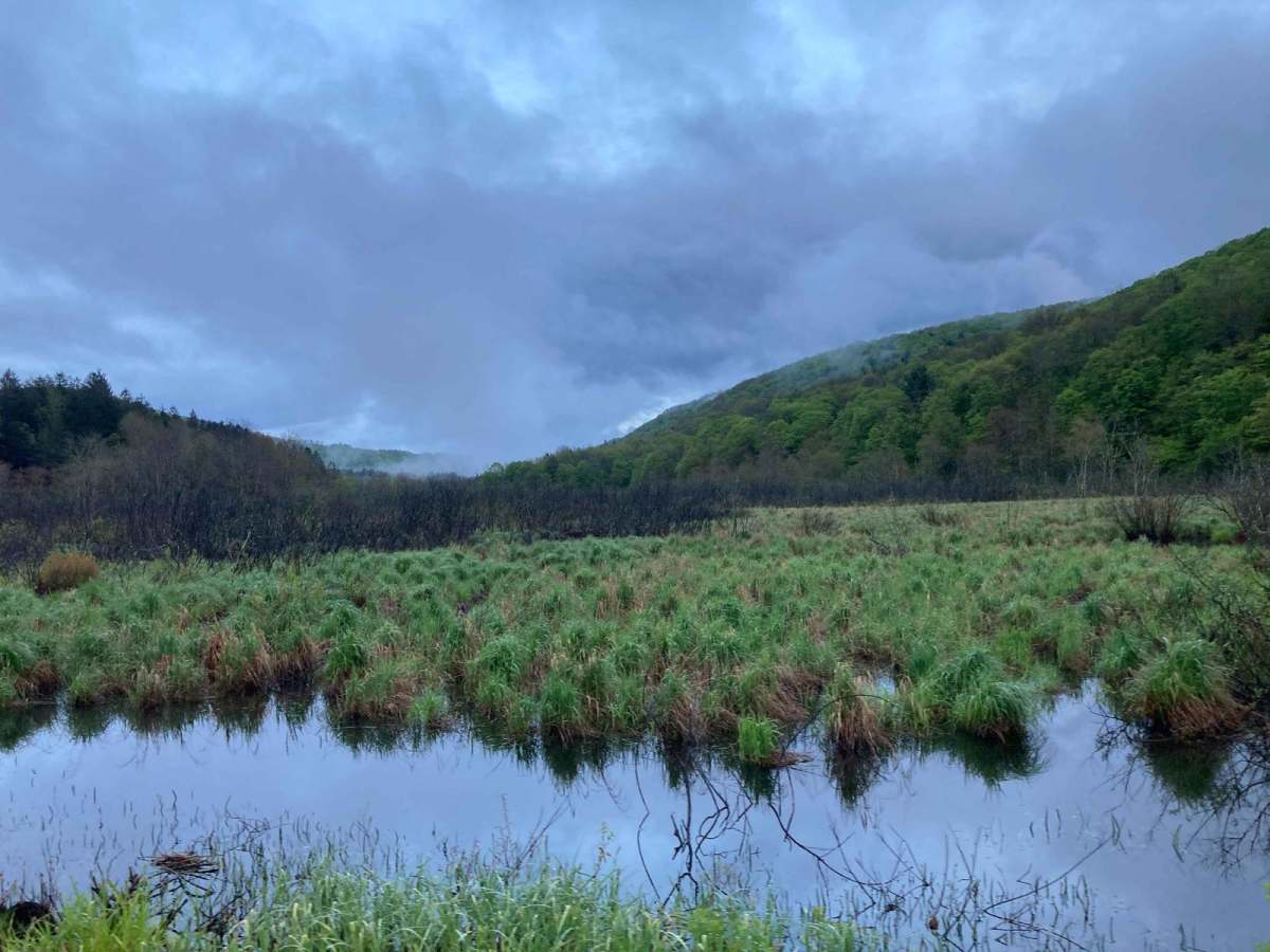 Taylor Valley State Forrest photo 6