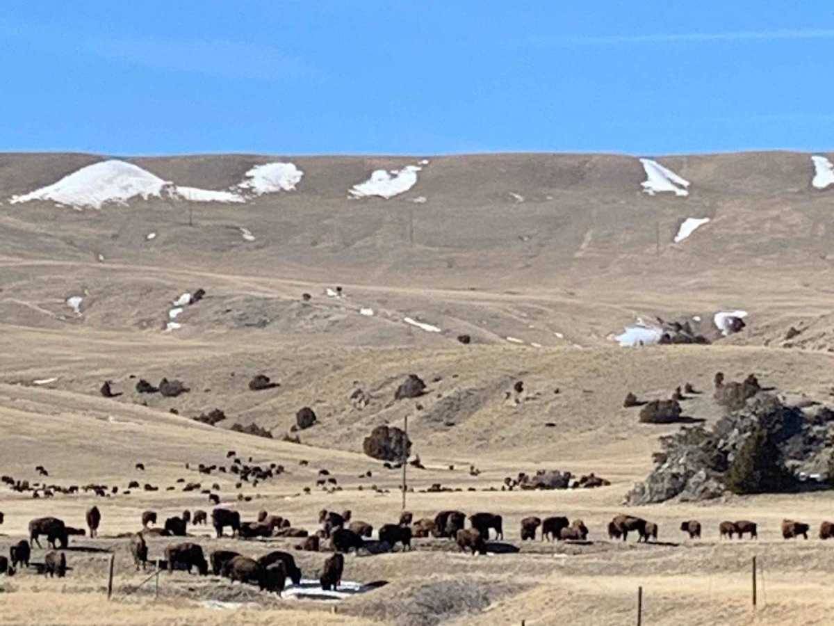 Buffalo Jump - Black Fords Fish Access photo 5
