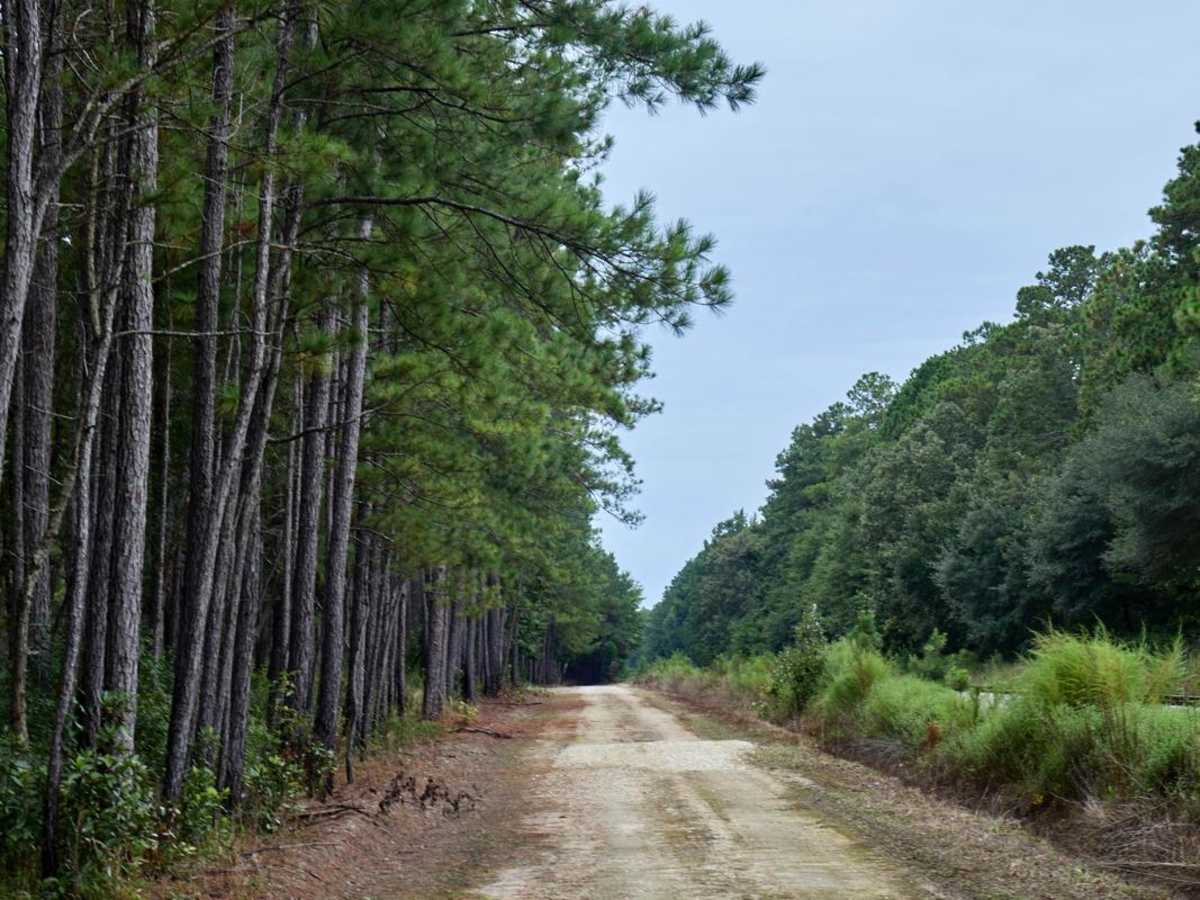 Bonneau Ferry WMA - Perimeter Loop A photo 6