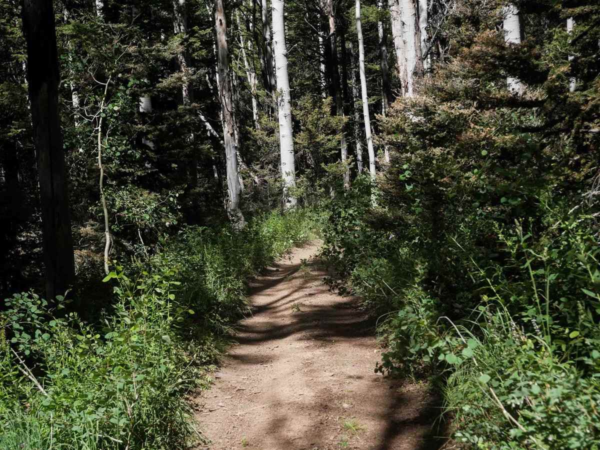 Bear Canyon #5123  photo 6