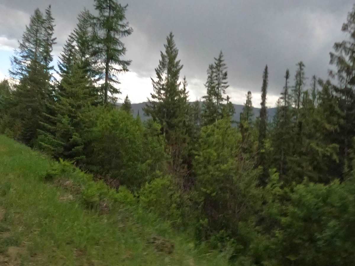 Siegel Pass-Nine Mile Rd photo 6