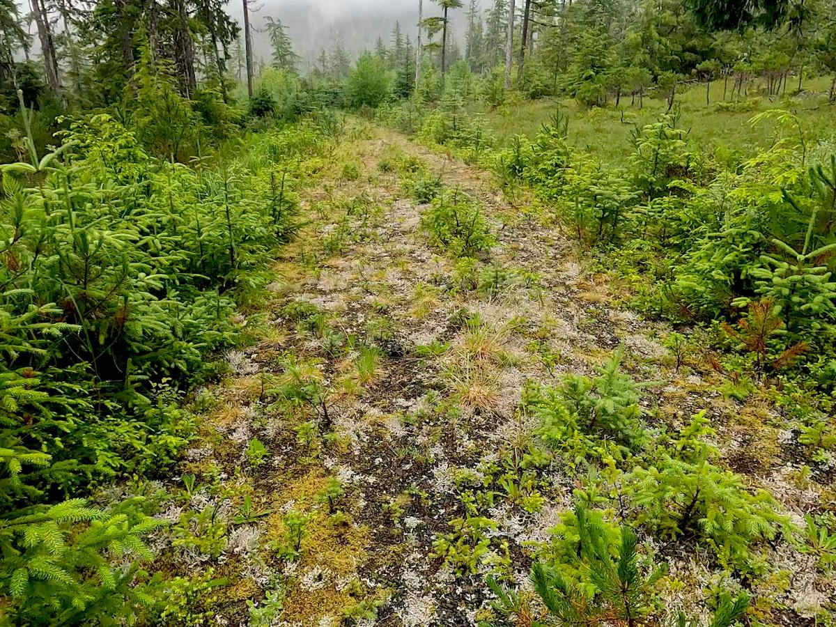 Froot Loops Spur 1 photo 6