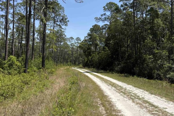 Gum Dip - Osceola NF 284