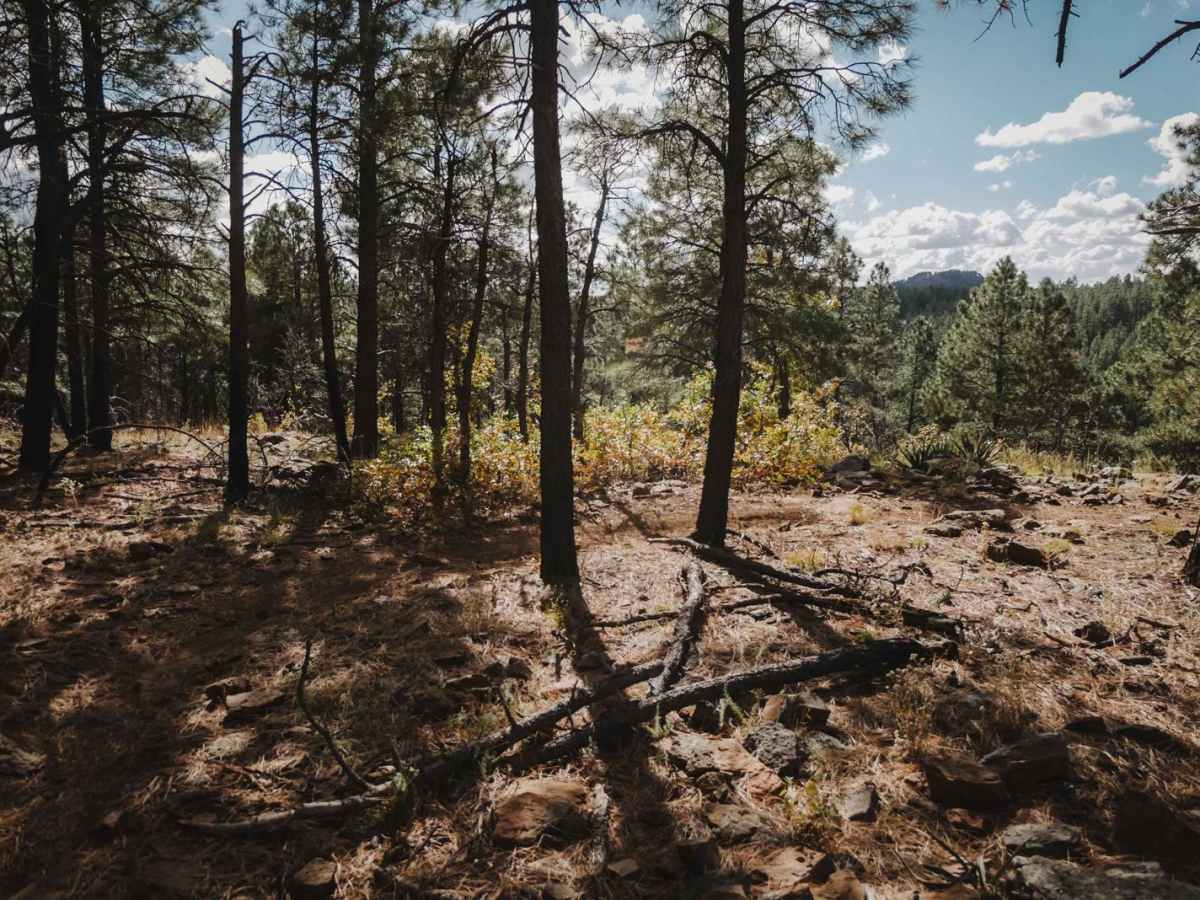 Rock Rut photo 5