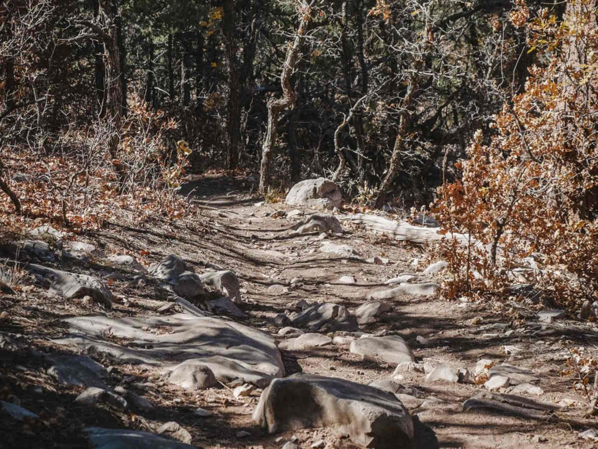 Pine Loop trail photo