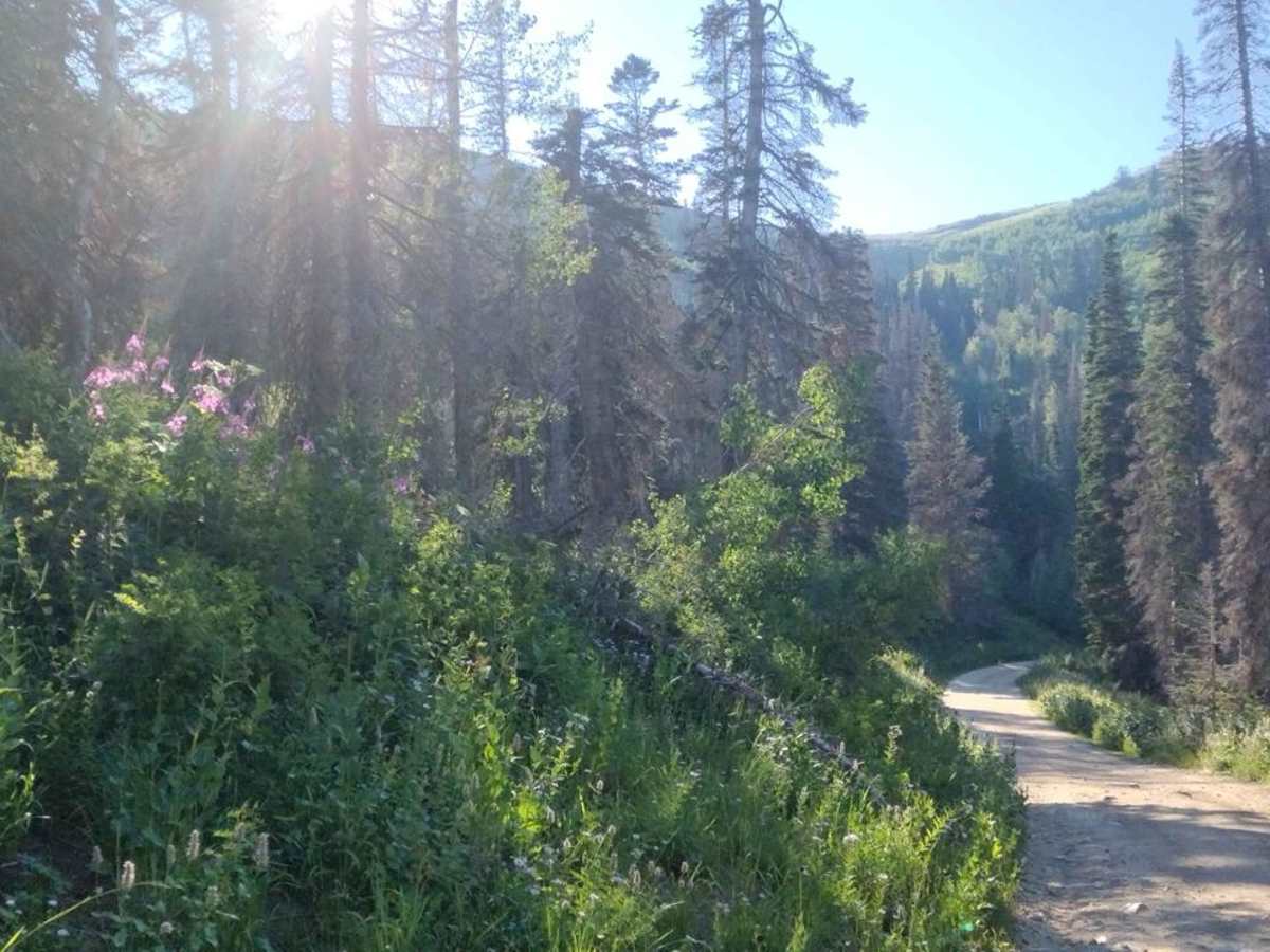 Sessions Mountain Road photo 4
