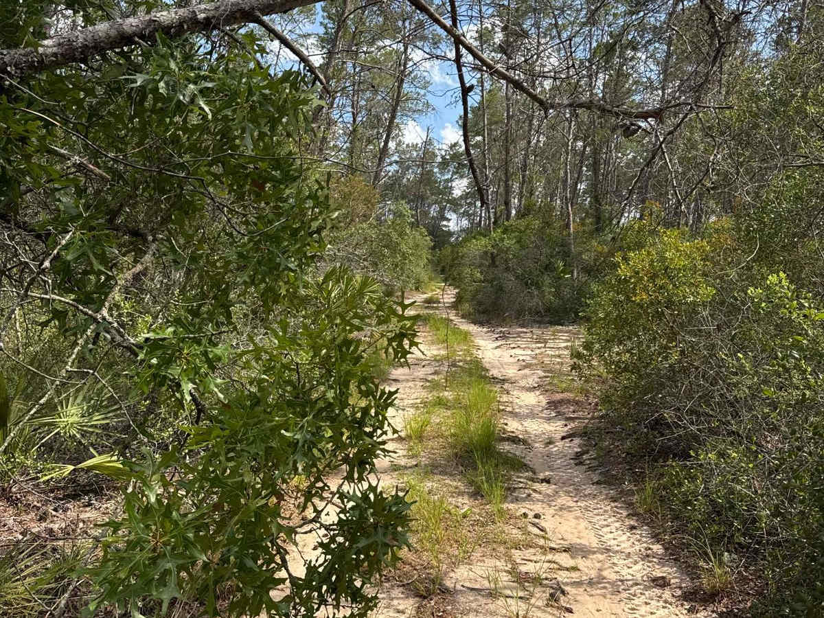 Last - ONF 40-11.7 trail photo