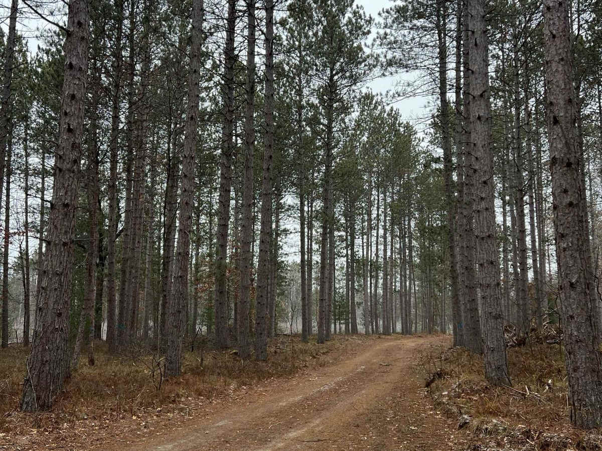 NFS 6199 photo 5
