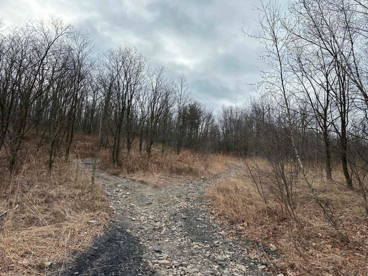 Locust Gap 63 photo 6